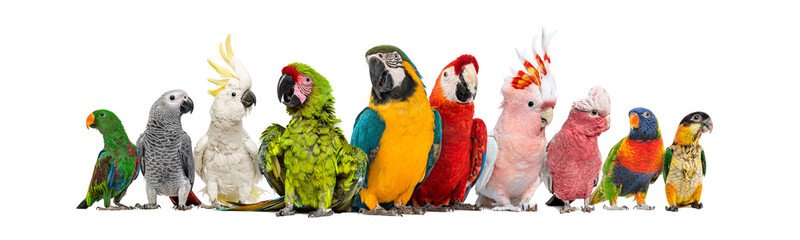 A wide-angle group photo featuring various species of colorful available parrots for sale, including macaws, cockatoos, an African grey, and conures, lined up on a plain white background.