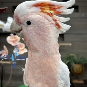 Baby Major Mitchell's Cockatoo for sale — hand-raised, rose-pink plumage with vibrant tri-color crest | Parrot Stars
