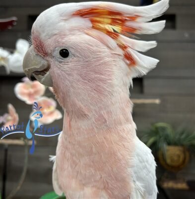 Baby Major Mitchell's Cockatoo for sale — hand-raised, rose-pink plumage with vibrant tri-color crest | Parrot Stars