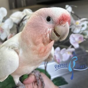 Major Mitchell's Cockatoo - Male2