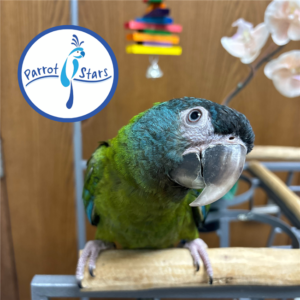 Blue Headed Macaw - Female