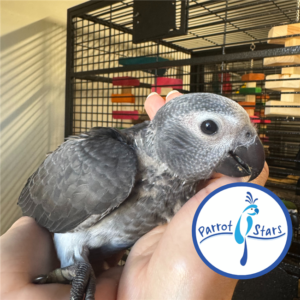 Timneh African Grey - Female