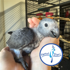 Timneh African Grey - Female2