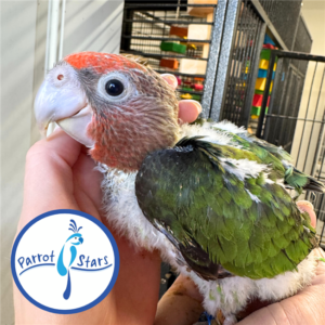 Cape Parrot - Female