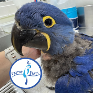 Hyacinth Macaw - Male