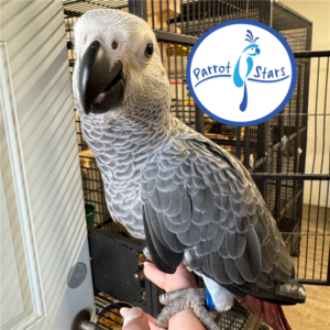 African Grey Parrots