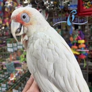 Slender Billed Cockatoo - Female