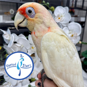 Slender Billed Cockatoo - Male