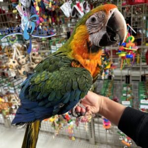 Catalina Macaw - Female