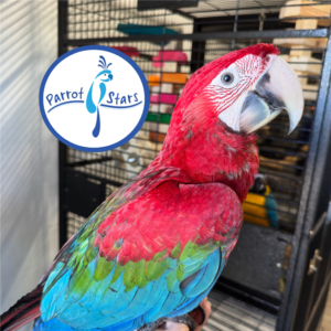 Green Wing Macaw - Male