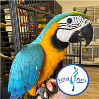 macaws for sale