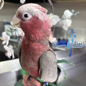 Rose Breasted Cockatoo - Male