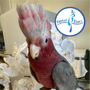 Rose Breasted Cockatoo - Female