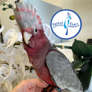 Rose Breasted Cockatoo - Female