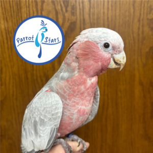 Rose Breasted Cockatoo - Female