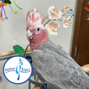 Rose Breasted Cockatoo - Female