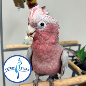 Rose Breasted Cockatoo - Male